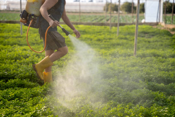 Best Flea Control Services  in Camp Verde, AZ