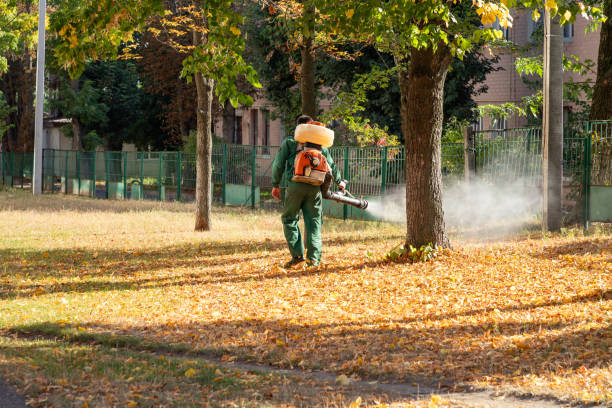 Insect Control in Camp Verde, AZ